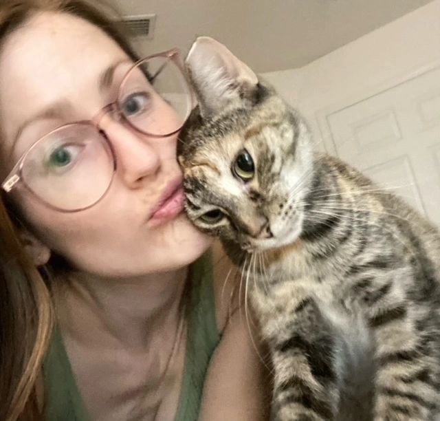 Cat being cared for by volunteers