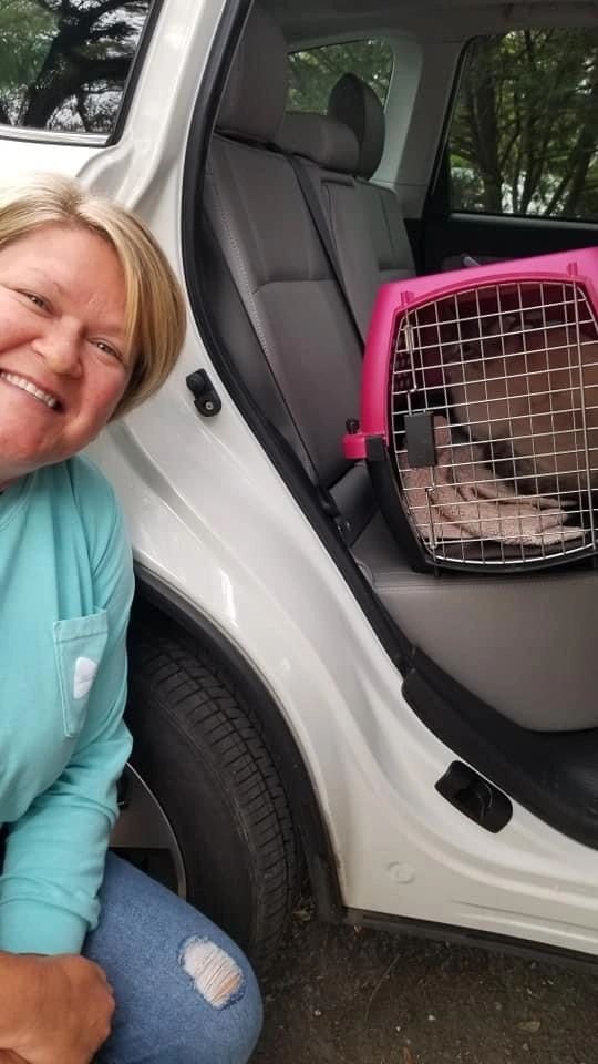 Cat being cared for by a volunteer