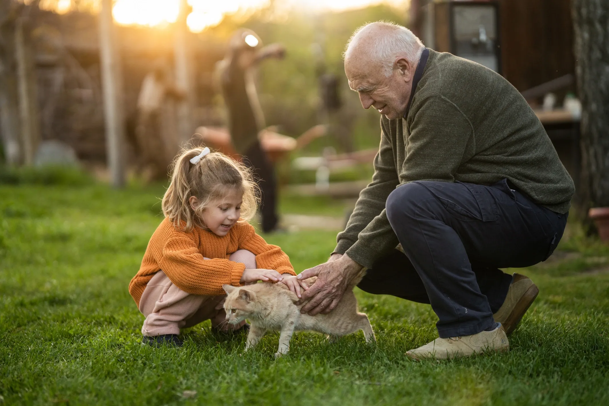 Person feeding cats outdoors