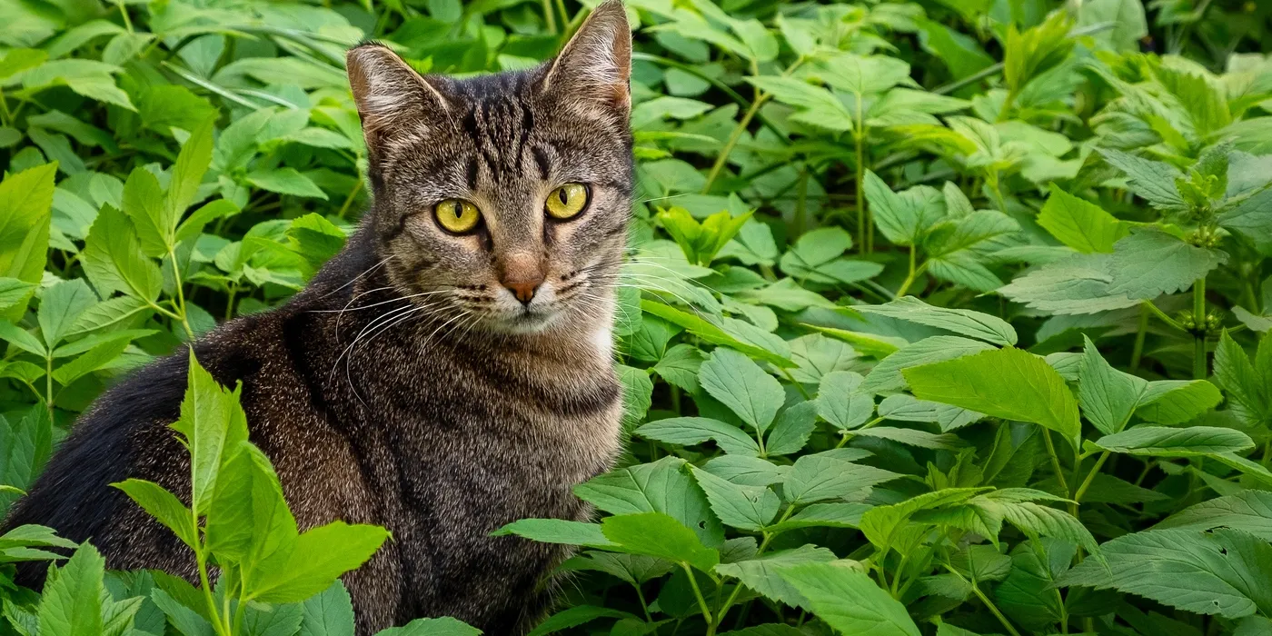 A tabby cat nestled among lush green garden leaves