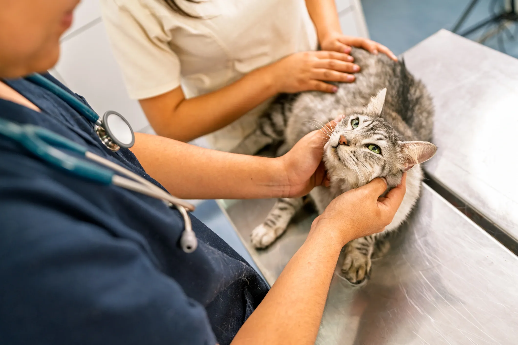 Veterinarian examining a cat