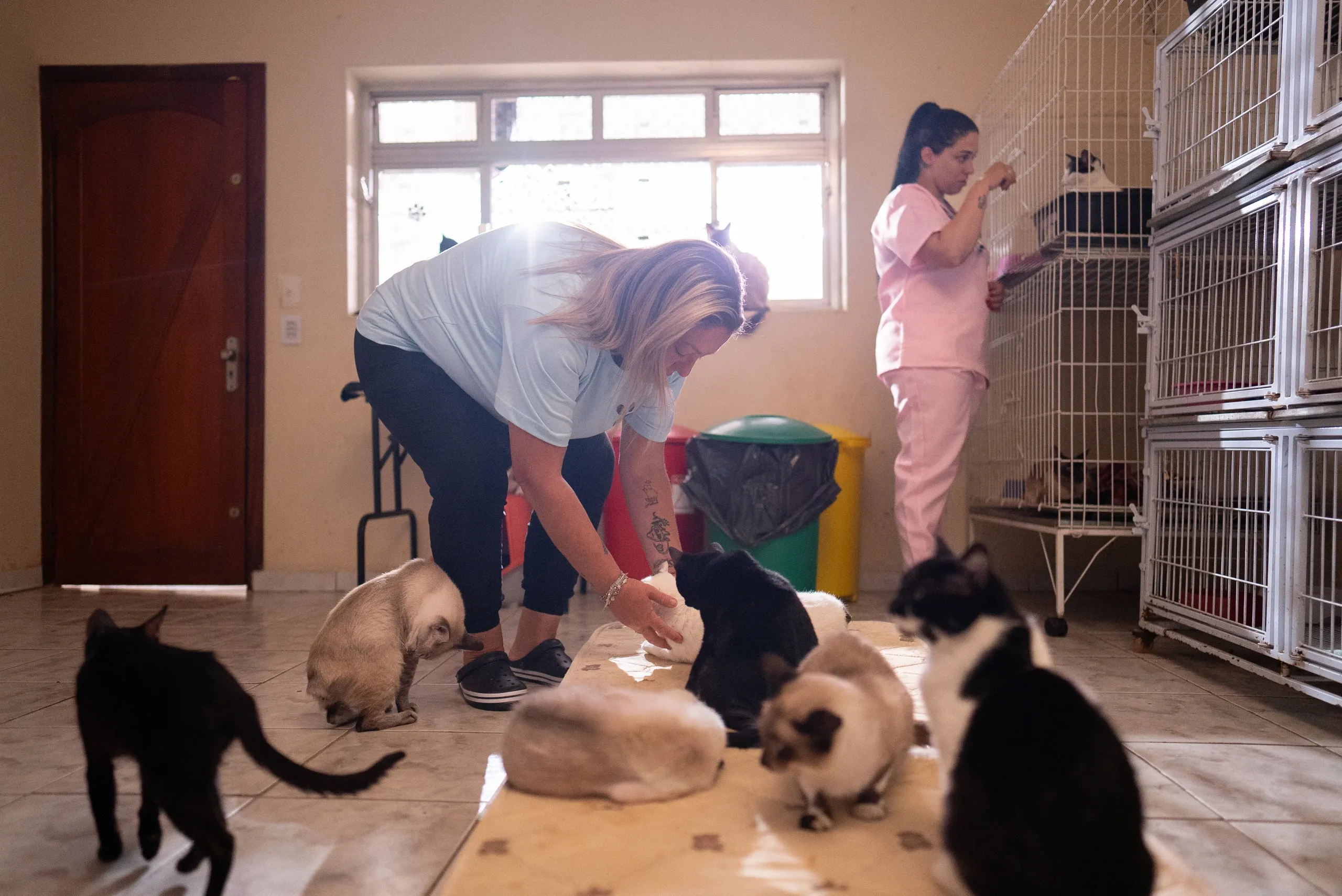 Volunteer caring for cats at a shelter